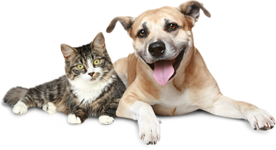 Image of cat and dog snuggling